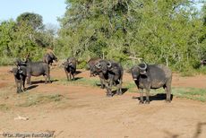 Afrikanischer Büffel (32 von 102).jpg